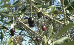 Оливковый сад Усимадо